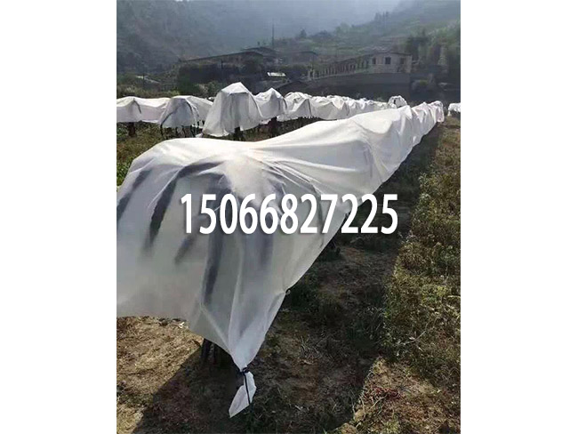 ޷Ĳ